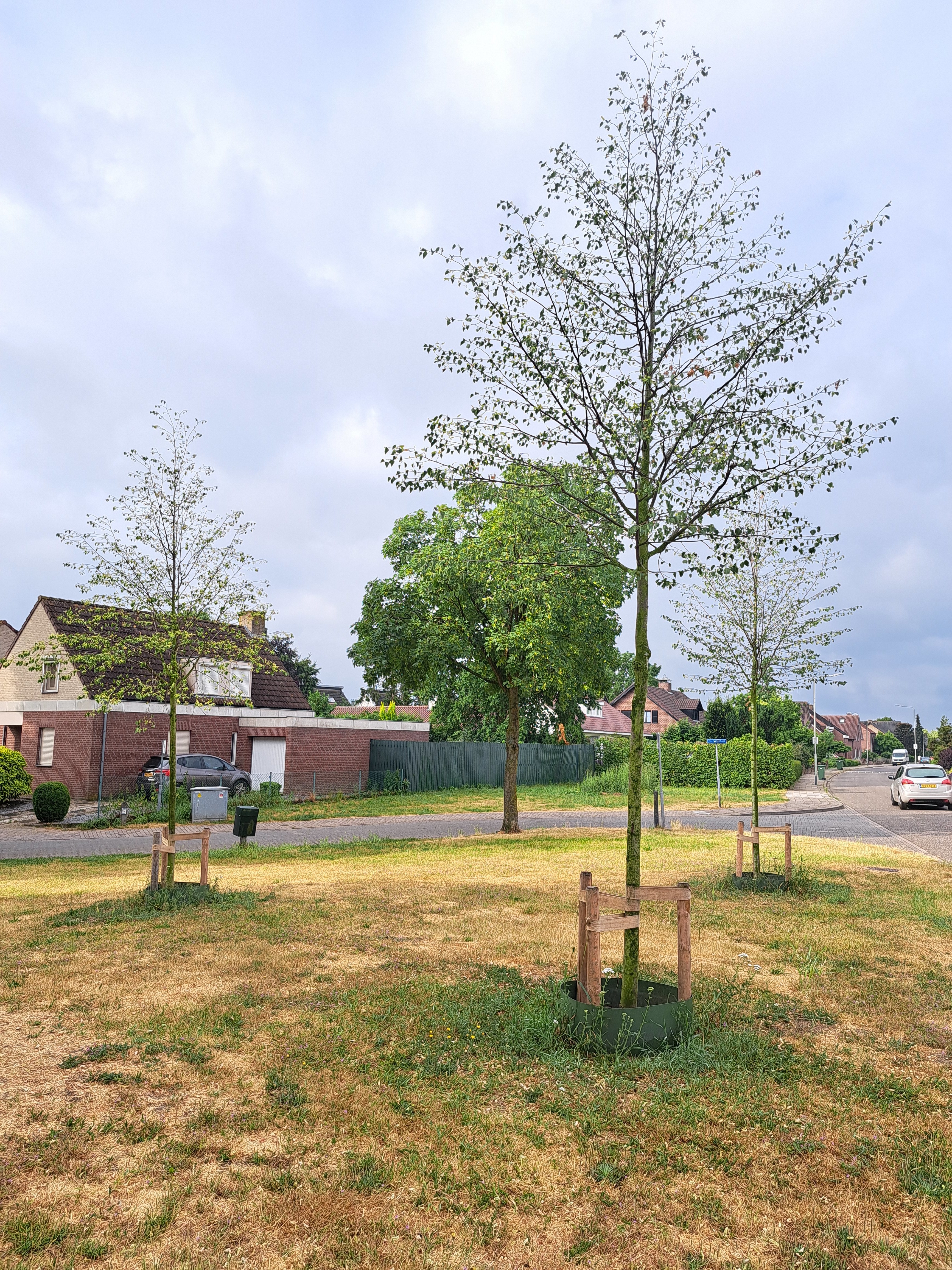 Boom in de Beukelstraat geplaatst door de Buurt Boom actie van de gemeente Beesel