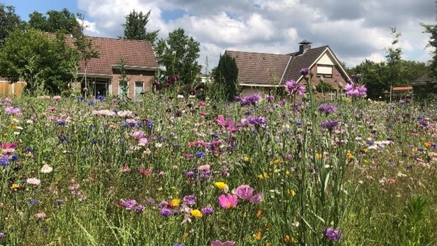 Bloemen en planten in een perkje in de buurt