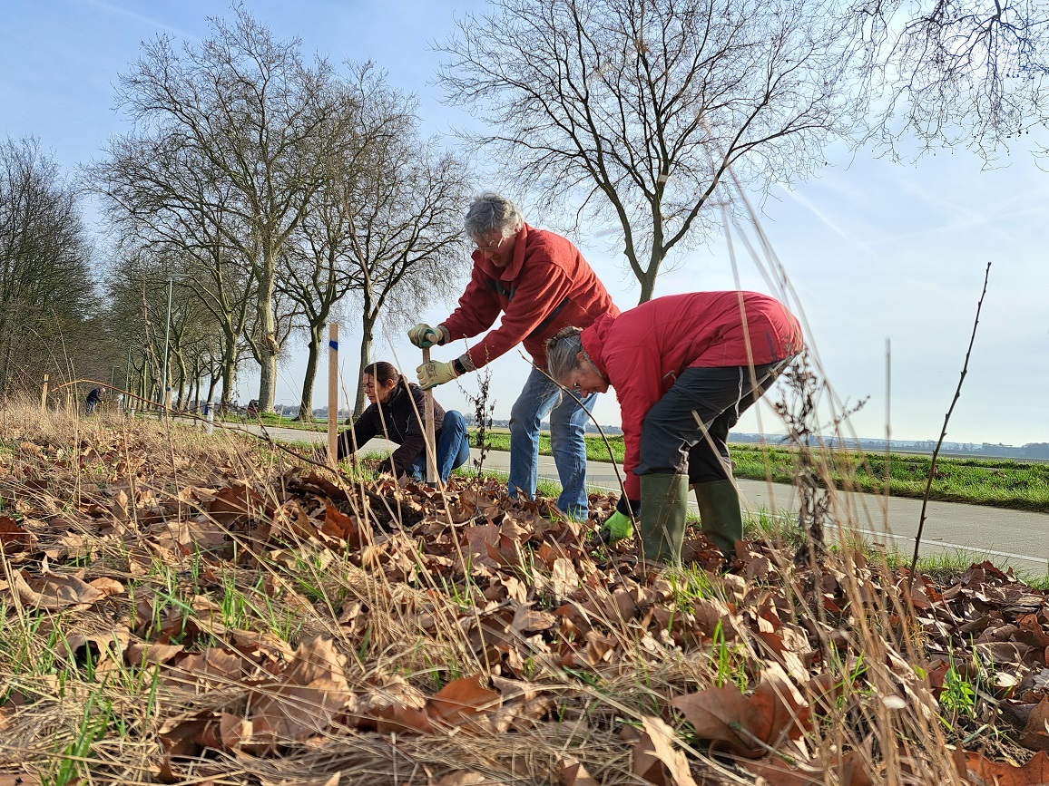 Vrijwilligers planten plantjes in het Voedselbos Beesel