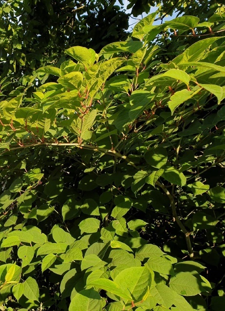 Japanse Duizendknoop plant