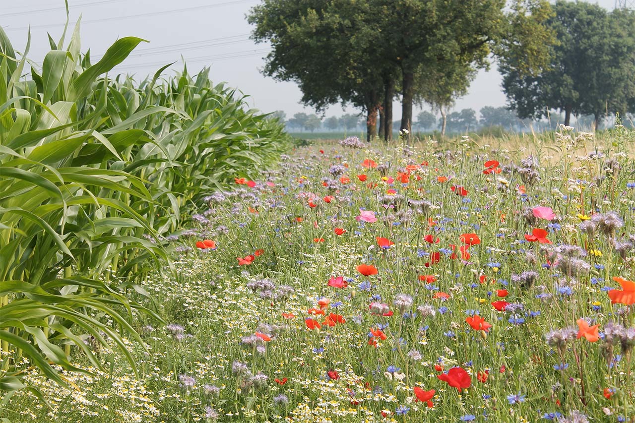 Akkerrand met diverse bloemetjes