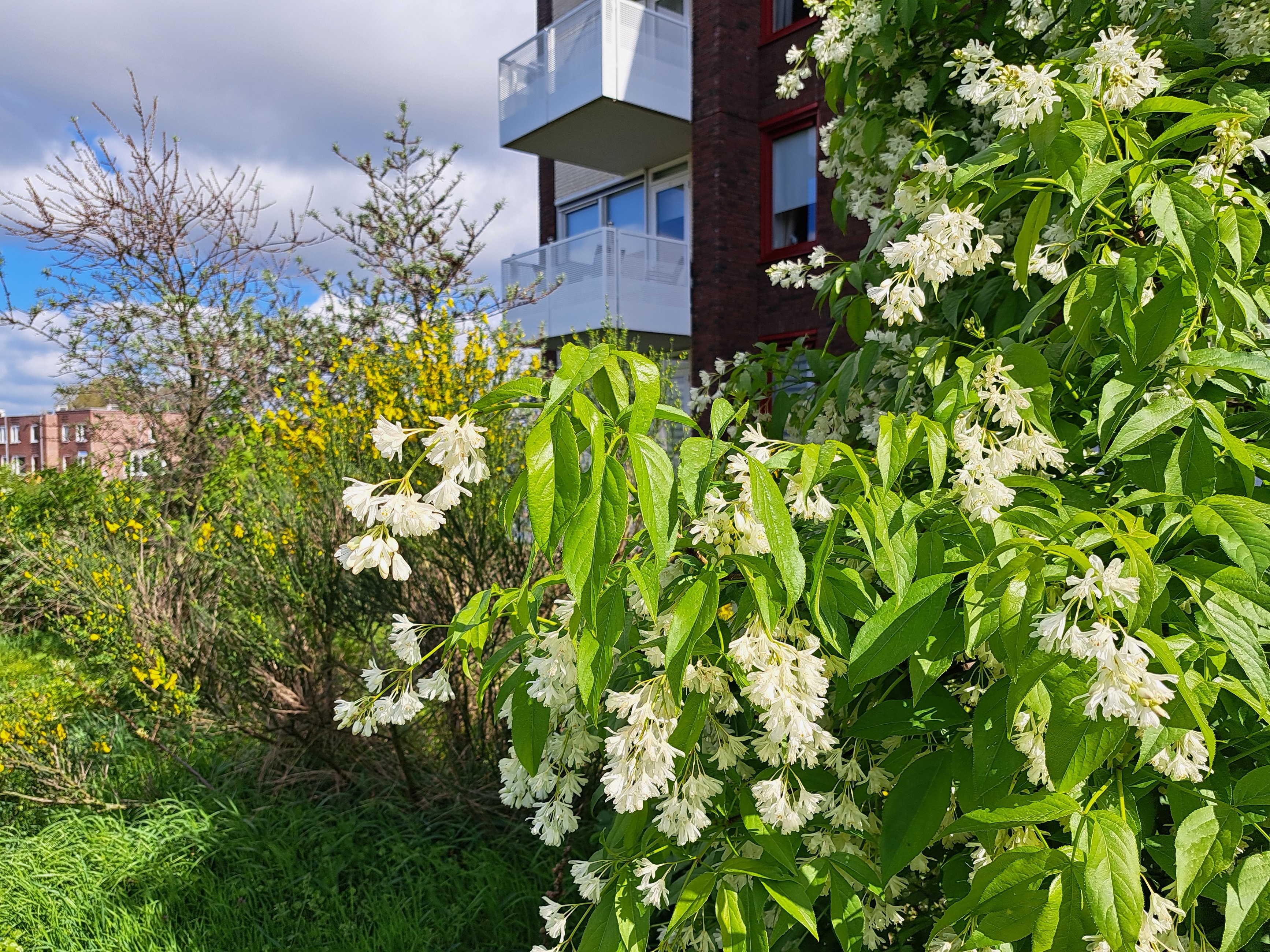 Witte bloemen in Park Oppe Brik
