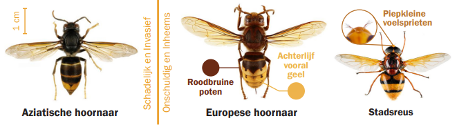 Hoe herken je een hornaar?