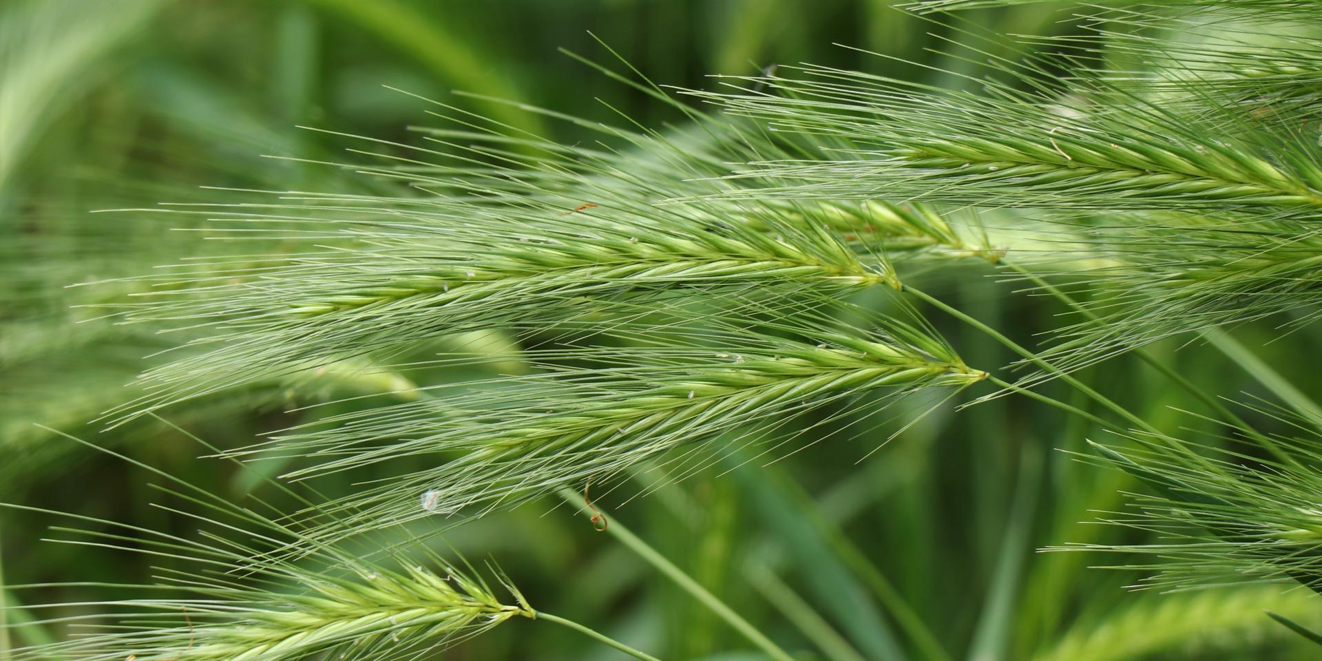 Groen gras met stekels