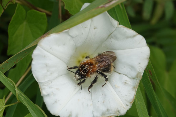 Afbeelding van een bij in een bloem